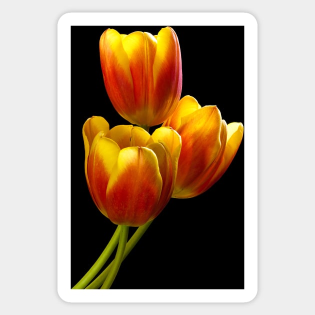 Tulip Trio - Heat Wave Sticker by nikongreg